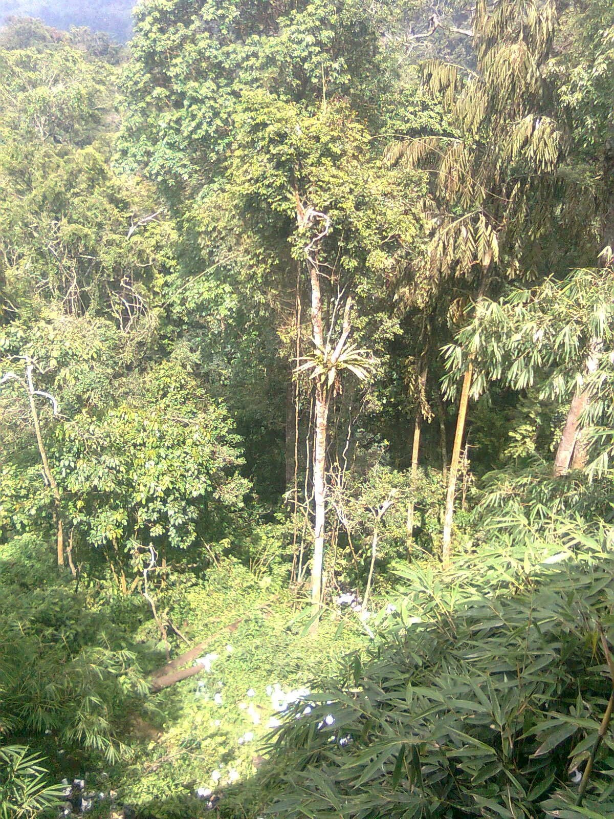 Looking down a hillside thick with trees and bamboo