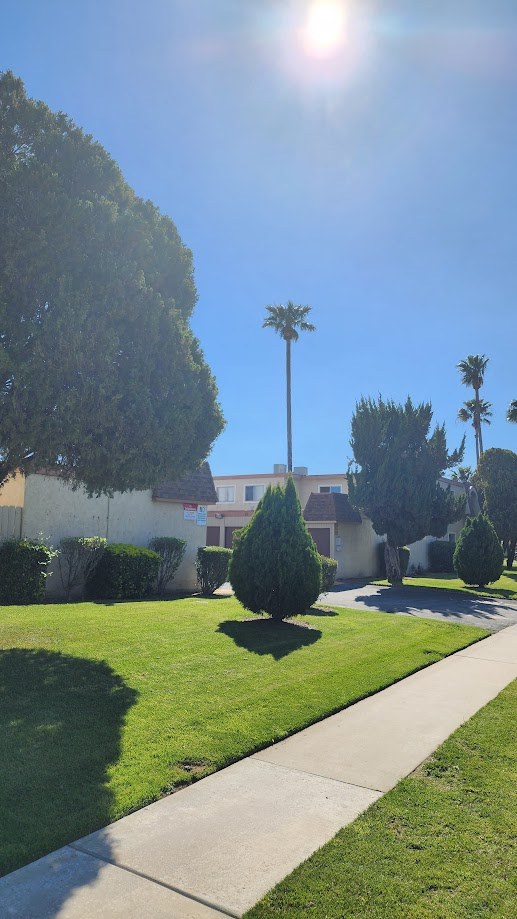 A quiet California street with palm trees and bright sun