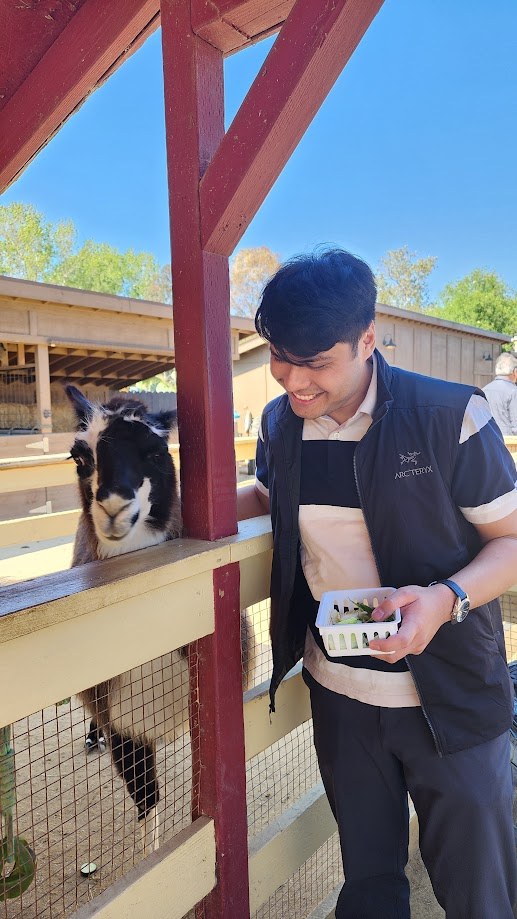 Feeding a llama over the fence at a petting zoo, tray of greens in hand