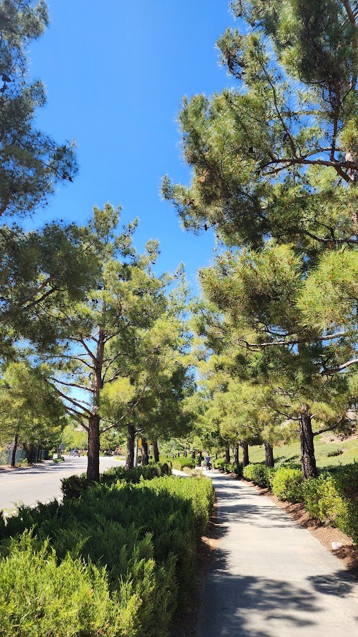 A path running under tall pines on a clear California afternoon