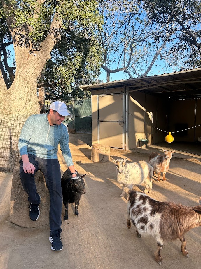 Goats crowding in at the petting zoo