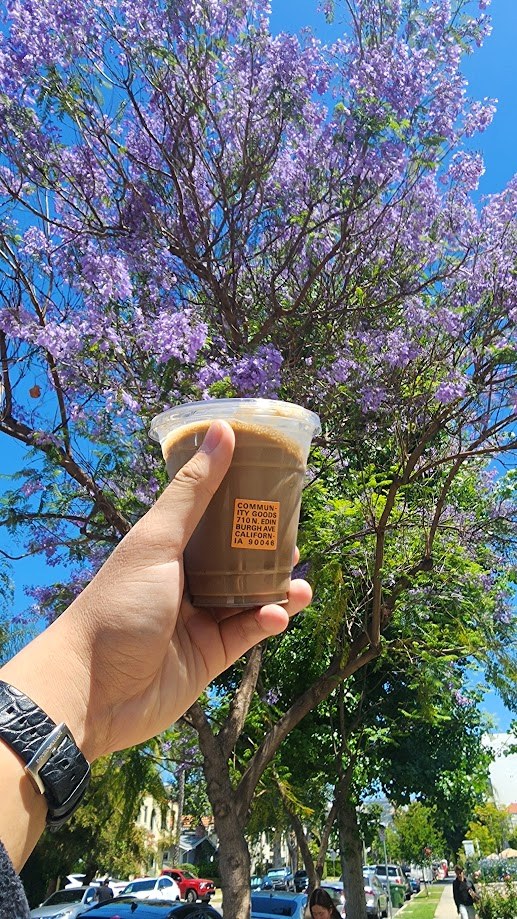 Holding up an iced coffee against a jacaranda in full purple bloom on a residential street